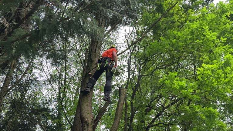 Best Hazardous Tree Removal  in USA